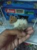 To sell 7 hamster with cage and food