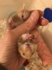 Baby hamsters !!