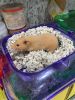 Female Hamster for sale