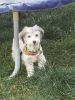 Havanese Mix Puppy For Sale