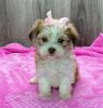 we have 6 havanese puppies for sale