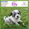 Havanese Puppy Available