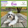 Havanese Puppy Available