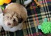 Purebred Havanese Pups Ready for New Home