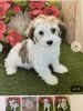 ReHome Our Havanese Puppy