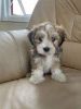 Health tested gorgeous Havanese puppies