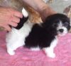 Pure Havanese Pups Boy/girl For Sale
