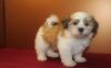 Pure Bred Havanese Puppy Boy For Sale