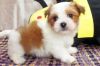 special havanese pups ready