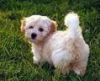 Havanese Puppies For Sale On Long Island...