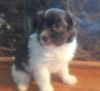 Quality Havanese puppies for sale