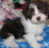 Havasene Puppy for adoption