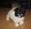 Cute Havanese Puppies For Sale