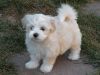cute havanese puppy available