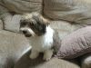 Lovely Pure Havanese Boy For Sale!