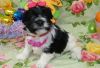 AKC Black and white Havanese puppies ready