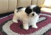 Absolutely amazing Havanese puppies