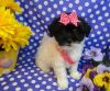 Affectionate Havanese Puppies Available