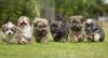 Trust Kennel Offer's Havanese Pups For Sale