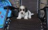 Excellent Havanese Puppies For Loving Homes