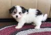 Well Socialized Havanese Puppies For Sale.