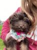 Young Havanese for sale (Rose)