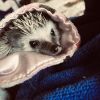 5 month old male hedgehog