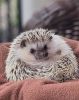 Hedgehog for Sale
