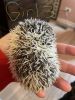 Hedgehog baby for Christmas!