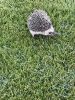 6month old female hedgehog