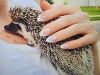 Hedgehog needs a family ASAP