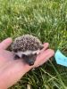 3 VERY RARE Adorable Baby African Hedge Hogs
