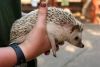 Nice lovely hedgehog for sale
