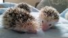 African Pygmy Hedgehogs Ready, CALL OR TEXT (xxx) xxxxxx4