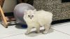 Two months old Himalayan Kitten