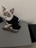 I have 2, 7 month old Himalayan kittens looking for a great hom.