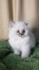 Top Male & Female Himalayan Persians Kittens For Sale
