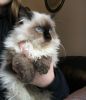 Chunky Male & Female Himalayan Kittens For Sale