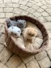 Durable kitties