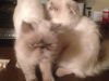 Two beautiful and healthy Himalayan cats