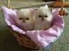 Beautiful sweet Himalayan kittens