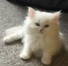 All White Himalayan Kittens