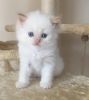 Flame point male, blue point kittens