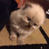 Himalayan kittens for SALE!