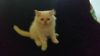 Flame point Himalayan male kitten