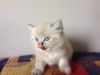 Adorable blue points Himalayan baby boy