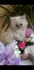 Himalayan kittens for Sale