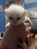 Two male purebred Himalayan Flame Point kittens born 5/20/2022