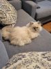 Himalayan fixed female adult aug 2022 also upcoming kittens