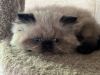 Registered, Home Raised, Himalayan Kittens For Sale